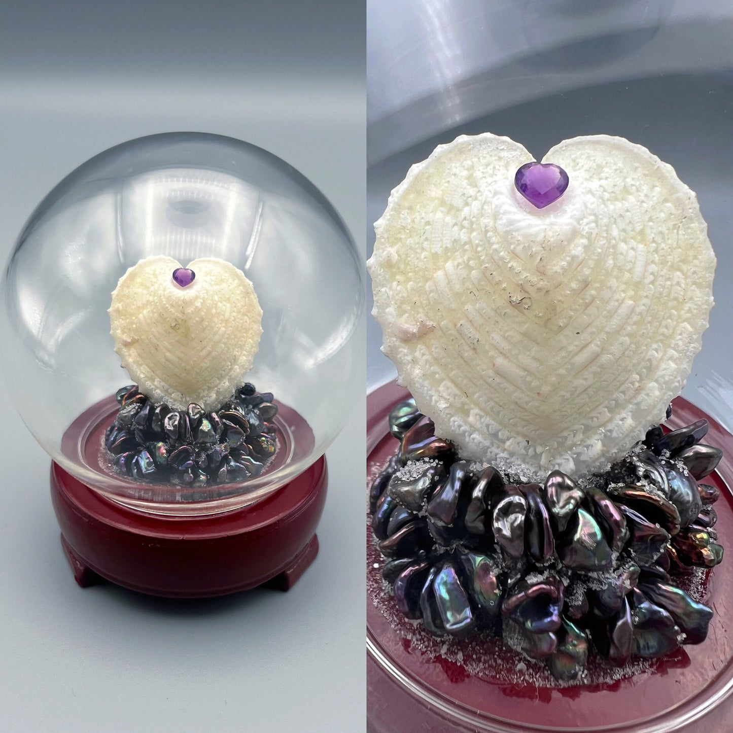 True Heart Cockle Shell #5