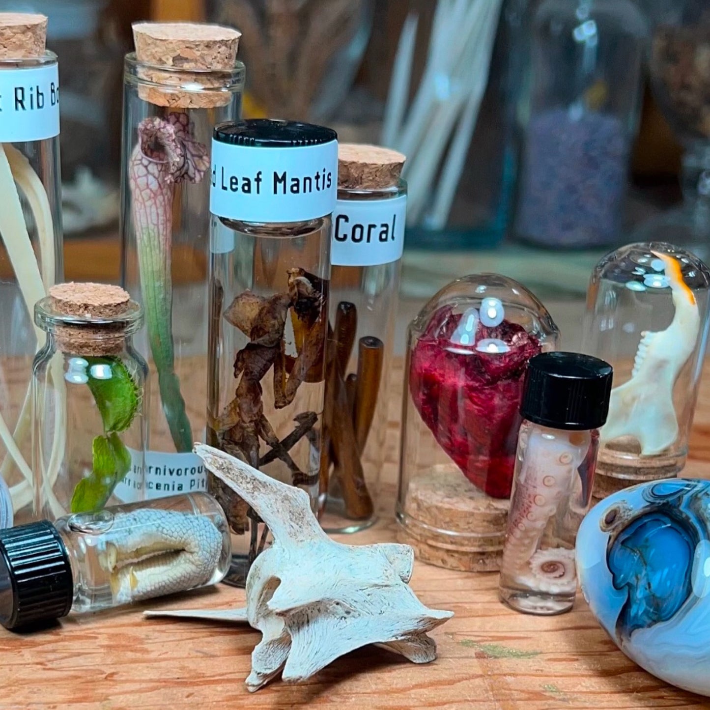 Curio Mystery Box