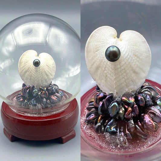 True Heart Cockle Shell #3