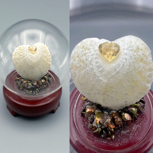 True Heart Cockle Shell #2